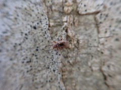 Xanthonia decemnotata