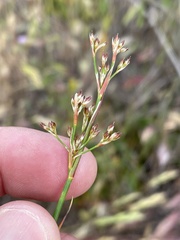 Juncus dubius