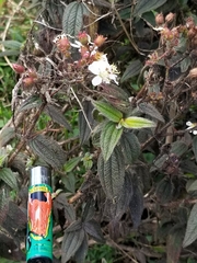 Chaetogastra ciliaris