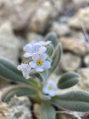 Amsinckiopsis kingii