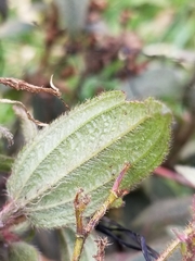 Chaetogastra ciliaris