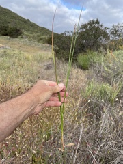 Juncus dubius
