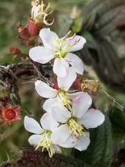 Chaetogastra ciliaris