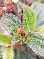 Chaetogastra ciliaris