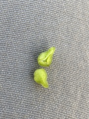 Amsinckiopsis kingii