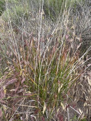 Juncus dubius