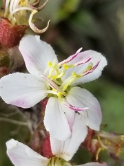 Chaetogastra ciliaris