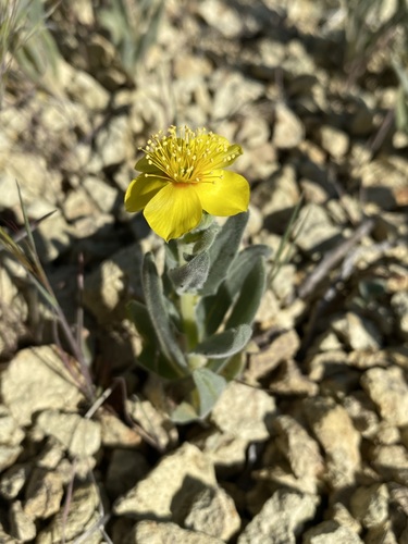 Image of Mentzelia packardiae by (c) Matt Berger, some rights reserved (CC BY)
