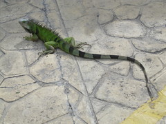 Iguana iguana