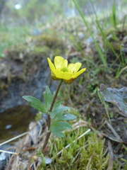 Ranunculus nivalis