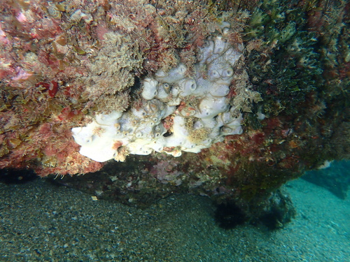 Haliclona fistulosa