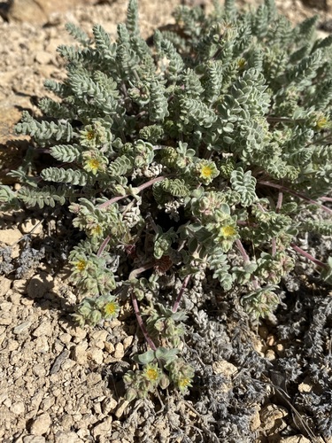 Image of Ivesia rhypara by (c) Matt Berger, some rights reserved (CC BY)
