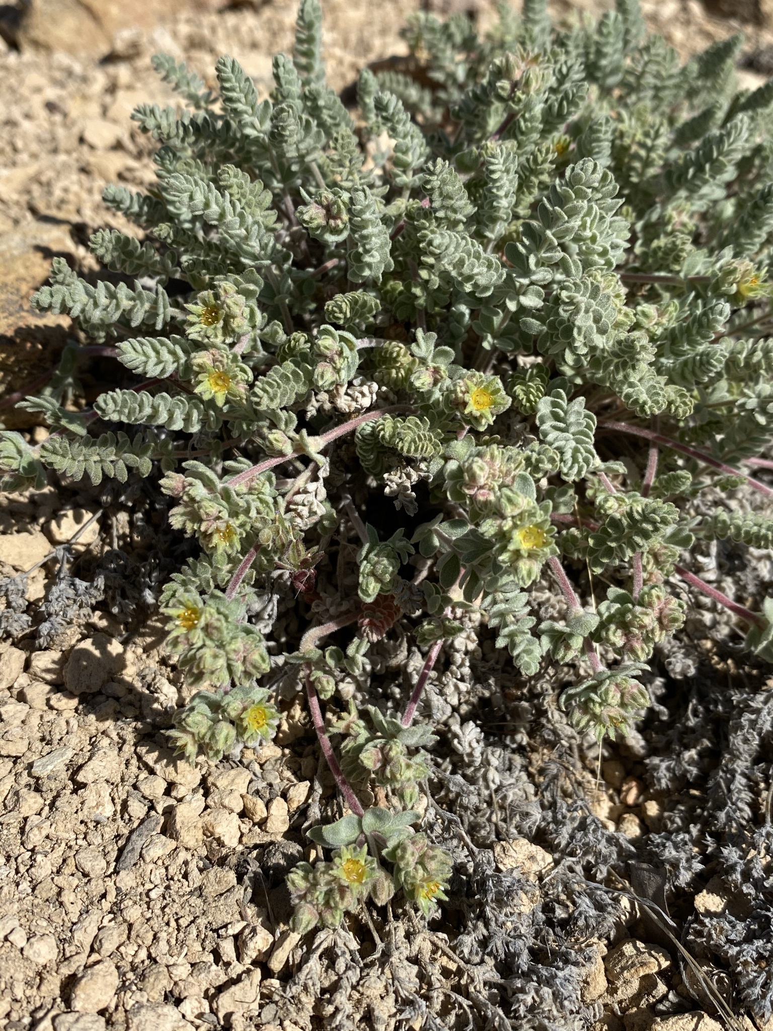 Ivesia rhypara
