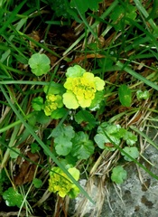 Chrysosplenium serreanum