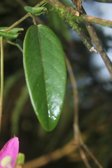 Passiflora rogitamensis