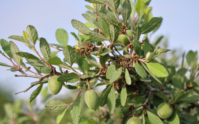 Prunus texana