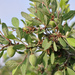 Prunus texana - Photo (c) johnwilliams, μερικά δικαιώματα διατηρούνται (CC BY-NC), uploaded by johnwilliams