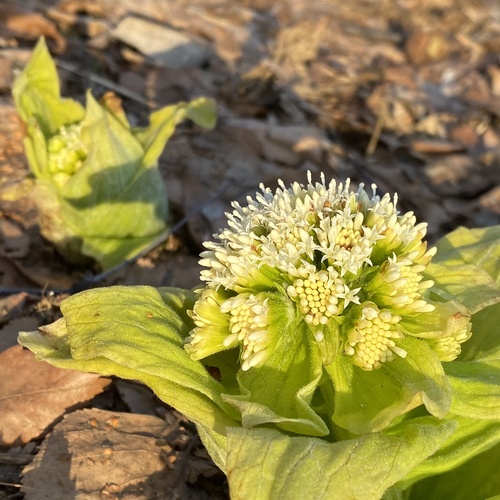 Petasites japonicus