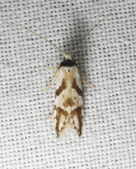 Oxythecta lygrosema
