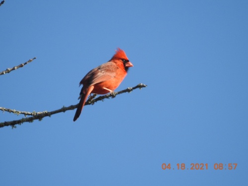 Northern Cardinal photographed in Kentucky