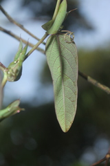 Passiflora rogitamensis