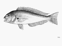 Pacific Golden-Eyed Tilefish photo 3