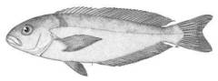 Pacific Golden-Eyed Tilefish photo 4