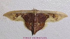 Idaea flavicosta