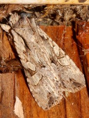 Lithophane disposita