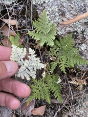 Pentagramma rebmanii