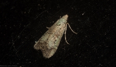 Heteromicta tripartitella