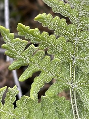 Pentagramma rebmanii