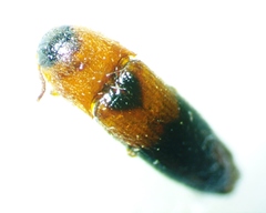 Ampedus areolatus