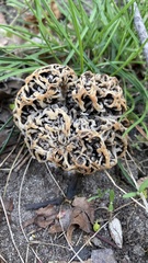 Morchella esculenta umbrina