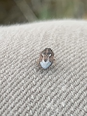 Neottiglossa tumidifrons