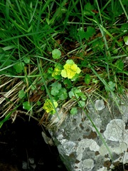 Chrysosplenium serreanum