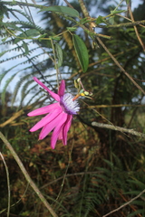 Passiflora rogitamensis
