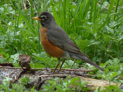Turdus migratorius
