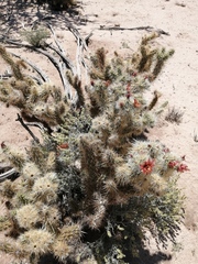 Cylindropuntia sanfelipensis