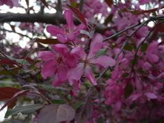 Prunus