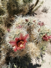 Cylindropuntia sanfelipensis