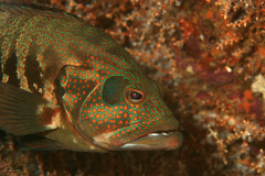 Panama Graysby photo 5