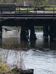 Ardea herodias