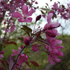 Prunus