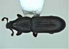 Cossonus corticola
