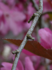 Prunus