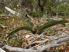 Trachyandra muricata
