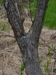 Prunus