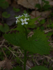 Alliaria petiolata