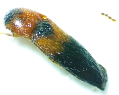 Ampedus areolatus